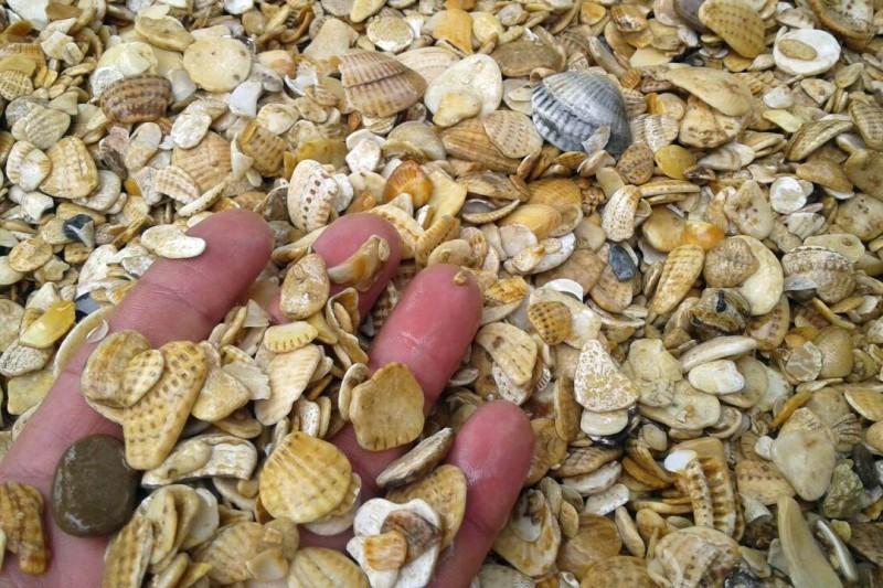 Морская ракушка фр. 5-20 мм
