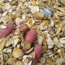 Морская ракушка фр. 5-20 мм